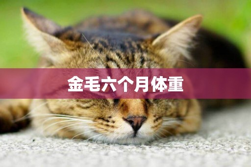 金毛六個月體重