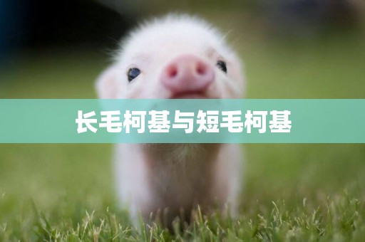 長毛柯基與短毛柯基