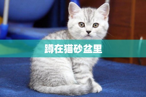 蹲在貓砂盆里