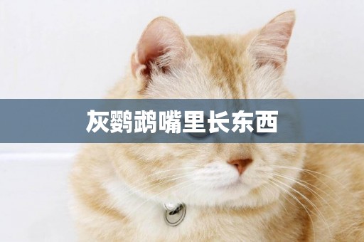 灰鸚鵡嘴里長東西
