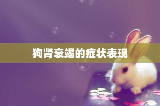 狗腎衰竭的癥狀表現