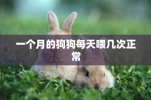 一個月的狗狗每天喂幾次正常