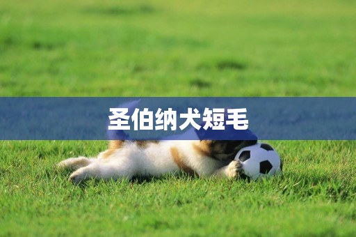 圣伯納犬短毛