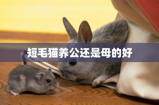 短毛貓養公還是母的好