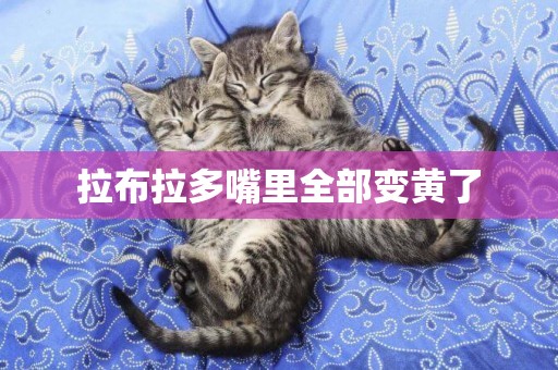 拉布拉多嘴里全部變黃了
