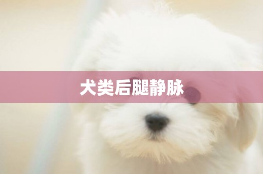 犬類后腿靜脈