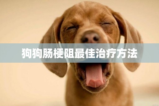 狗狗腸梗阻最佳治療方法