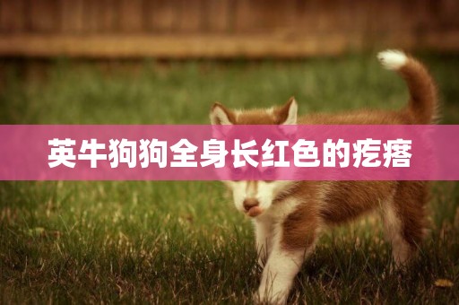 英牛狗狗全身長紅色的疙瘩