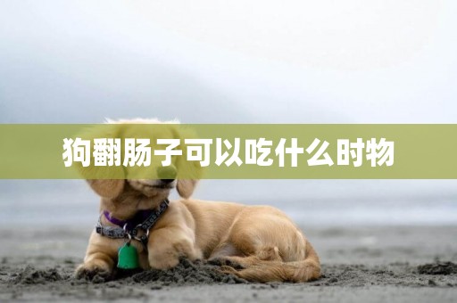 狗翻腸子可以吃什么時物