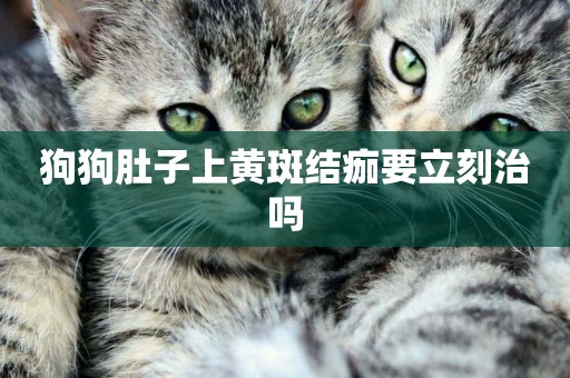 狗狗肚子上黃斑結痂要立刻治嗎