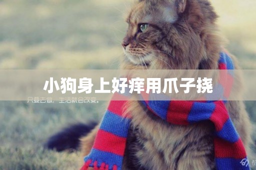 小狗身上好癢用爪子撓