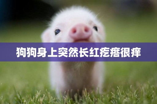 狗狗身上突然長紅疙瘩很癢