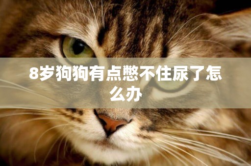 8歲狗狗有點憋不住尿了怎么辦