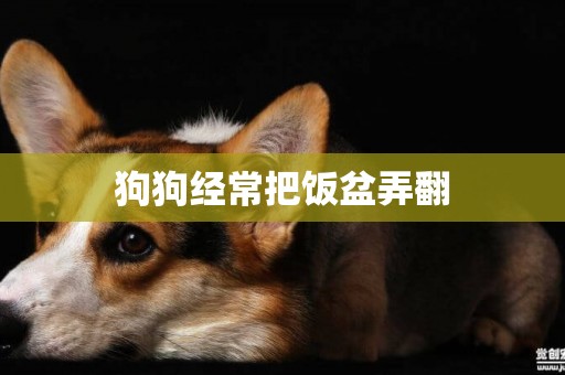 狗狗經常把飯盆弄翻