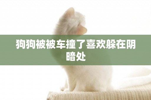 狗狗被被車撞了喜歡躲在陰暗處