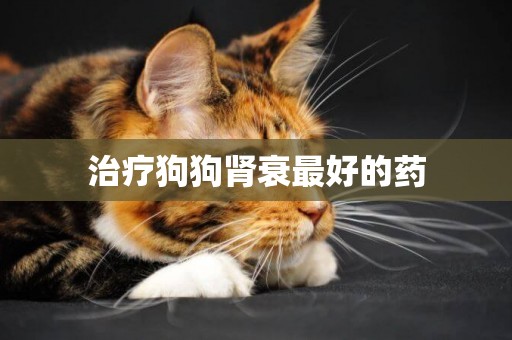 治療狗狗腎衰最好的藥