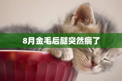 8月金毛后腿突然瘸了