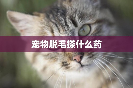 寵物脫毛搽什么藥