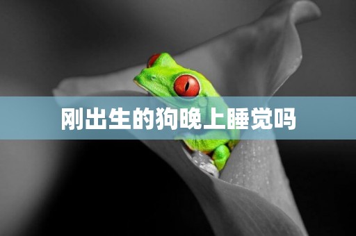 剛出生的狗晚上睡覺嗎