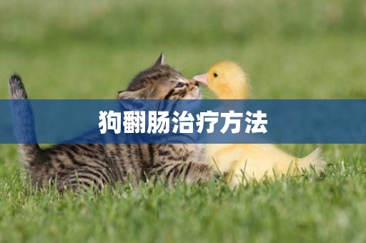狗翻腸治療方法