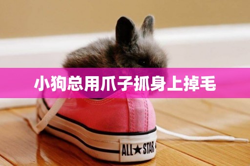 小狗總用爪子抓身上掉毛