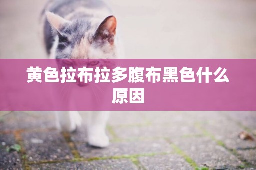 黃色拉布拉多腹布黑色什么原因