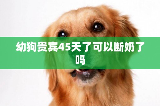 幼狗貴賓45天了可以斷奶了嗎
