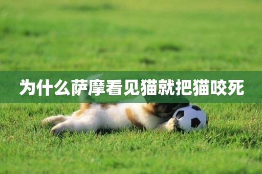 為什么薩摩看見貓就把貓咬死