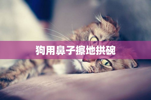 狗用鼻子擦地拱碗