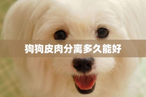 狗狗皮肉分離多久能好