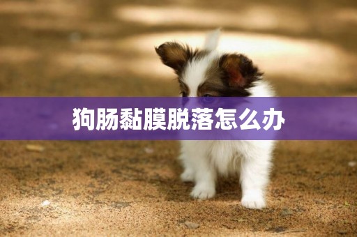 狗腸黏膜脫落怎么辦