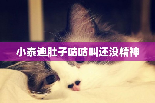 小泰迪肚子咕咕叫還沒精神