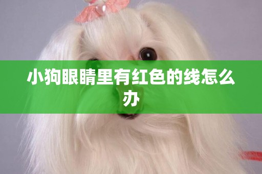 小狗眼睛里有紅色的線怎么辦