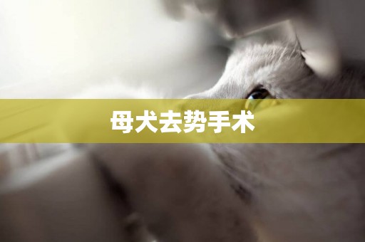 母犬去勢手術