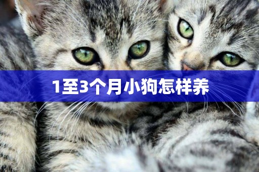 1至3個月小狗怎樣養