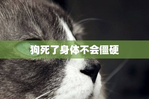 狗死了身體不會僵硬