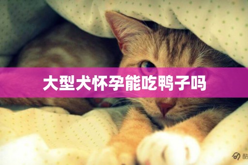 大型犬懷孕能吃鴨子嗎