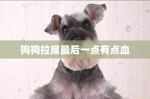 狗狗拉屎最后一點有點血