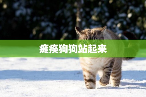 癱瘓狗狗站起來