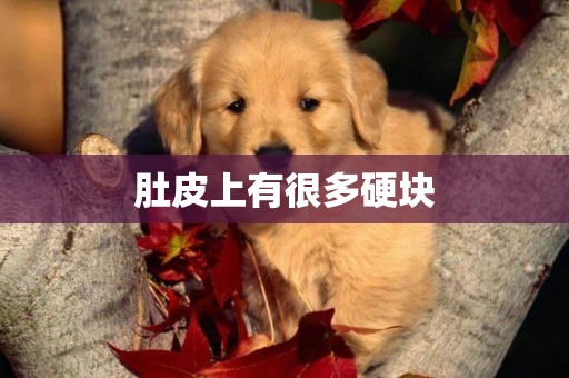 肚皮上有很多硬塊