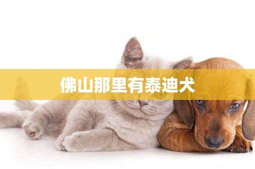 佛山那里有泰迪犬