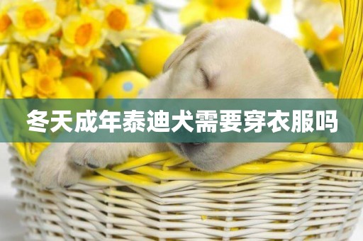 冬天成年泰迪犬需要穿衣服嗎