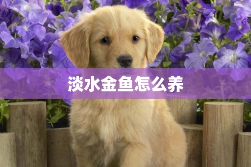 淡水金魚怎么養