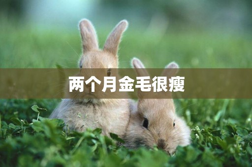 兩個月金毛很瘦