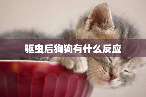 驅蟲后狗狗有什么反應
