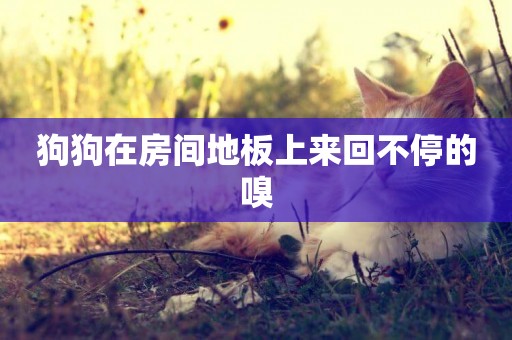 狗狗在房間地板上來回不停的嗅