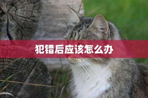 犯錯后應該怎么辦