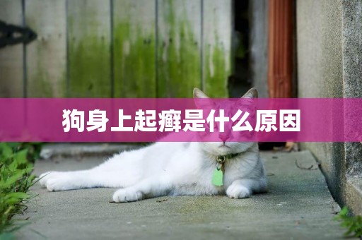 狗身上起癬是什么原因