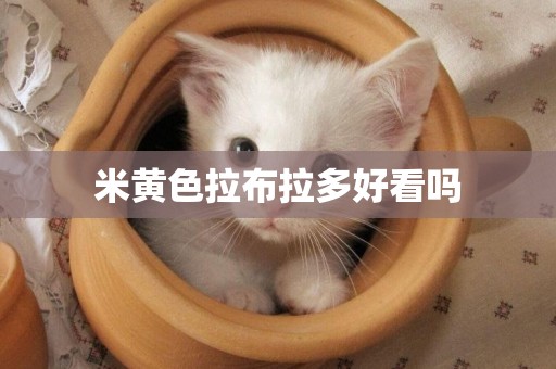 米黃色拉布拉多好看嗎