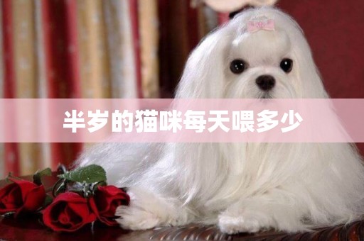 半歲的貓咪每天喂多少